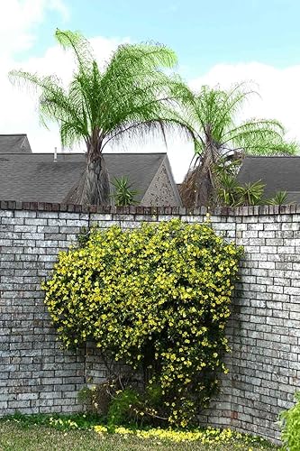 Miniatura 5 de Carolina Jasmine  3 plantas vivas  Gelsemium Sempervirens Jessamine  Follaje de vid floreciente fragante