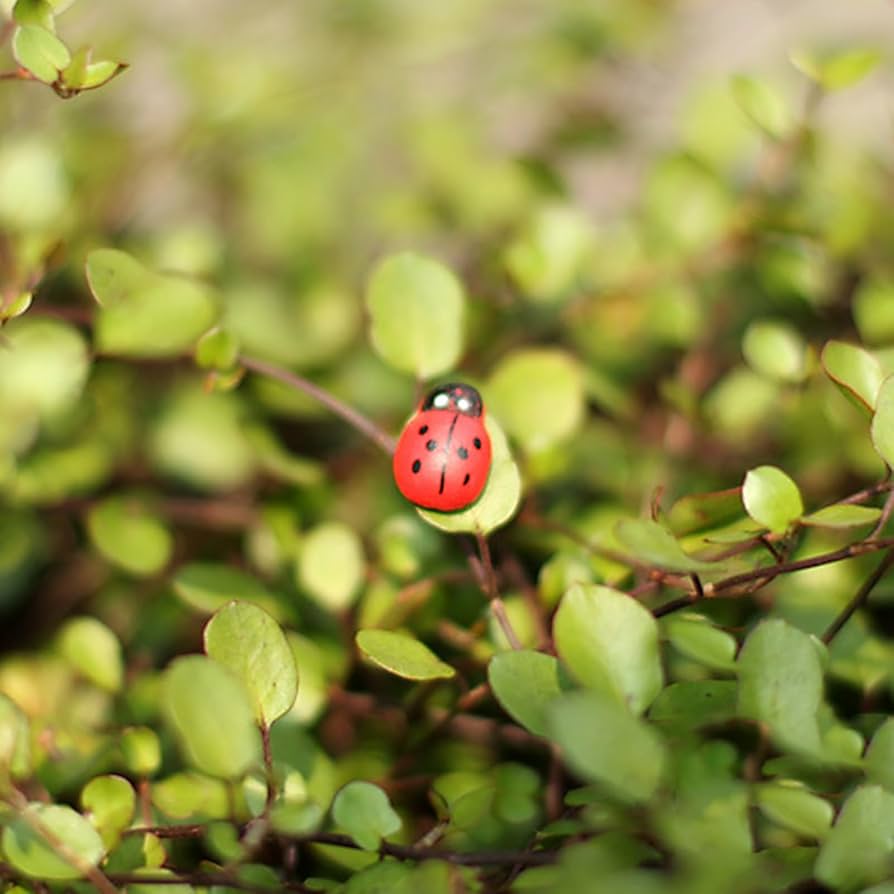 Amazon.co.jp: siqiaole セブンスター てんとう虫 20点セット