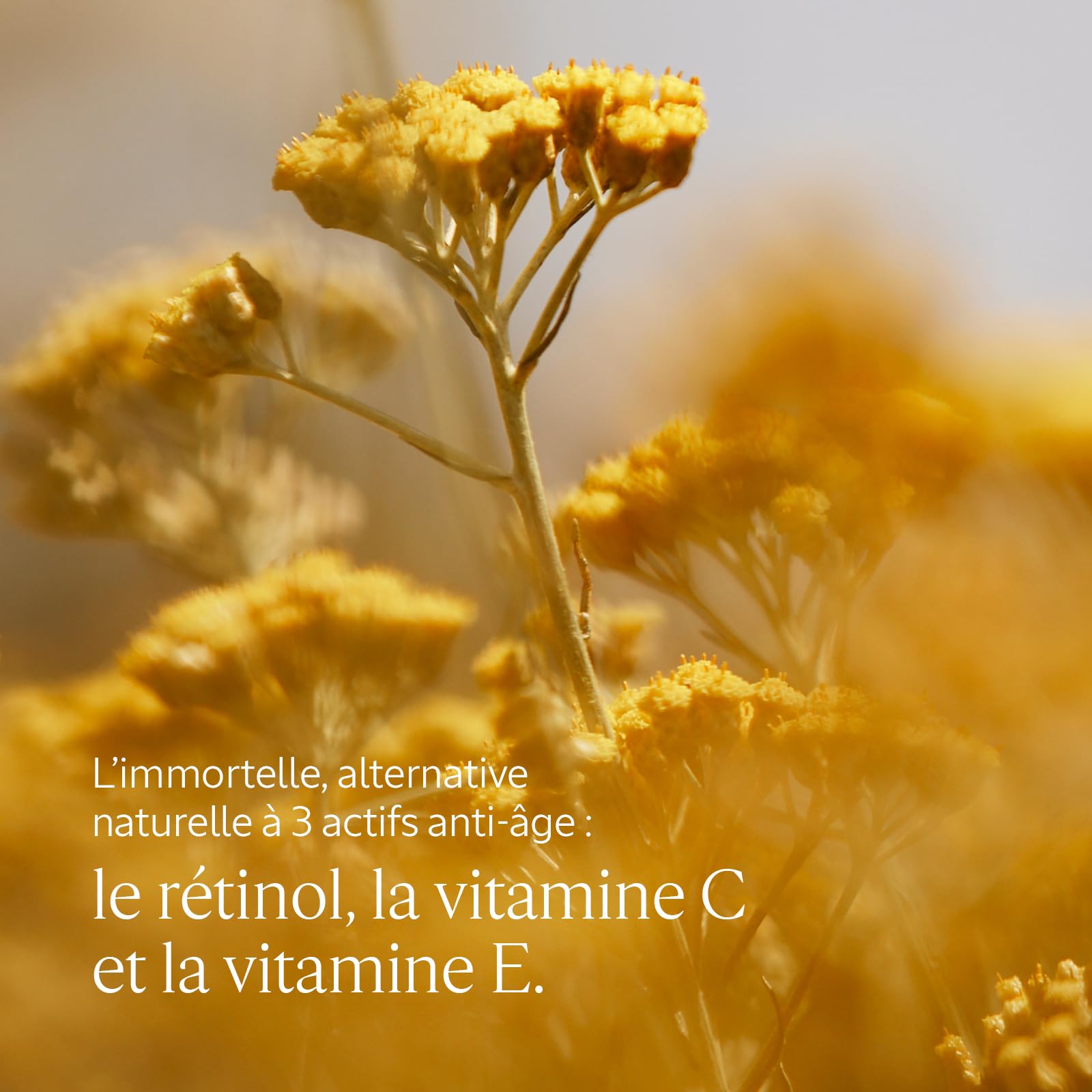 L'OCCITANE - Mousse Nettoyante Immortelle Précieuse - 150 ml - Nettoie en douceur et affine le grain de peau - Fabriqué en France
