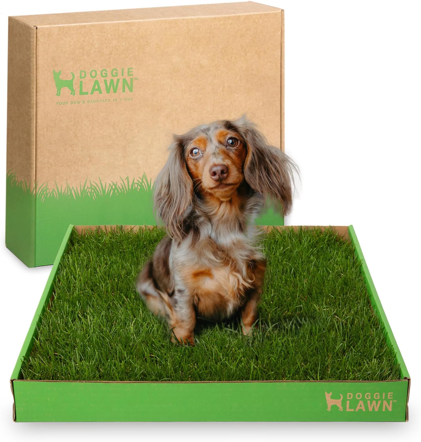Disposable Dog Potty - Real Grass - Medium 24x16