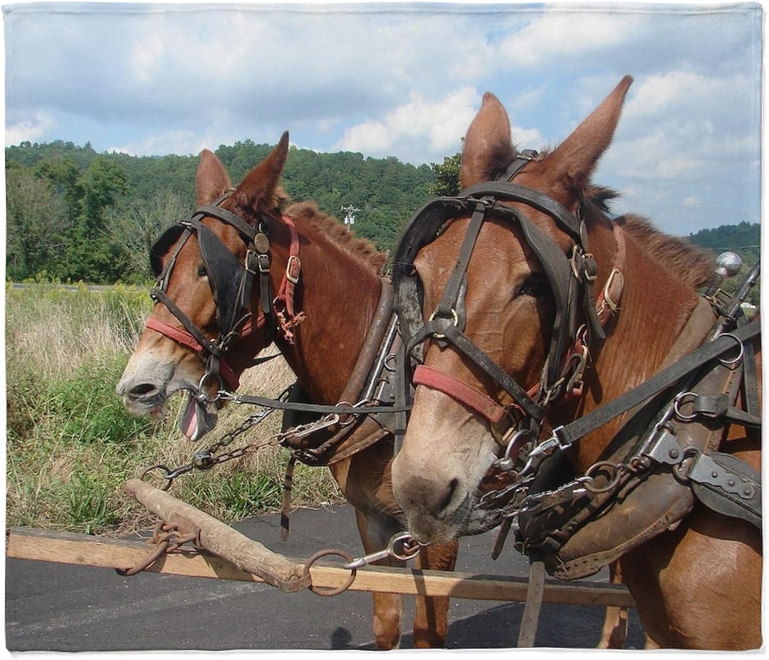 CafePress Two Mules for Sister Sue Throw Blanket Super Soft Fleece Plush Throw Blanket, 60"x50"