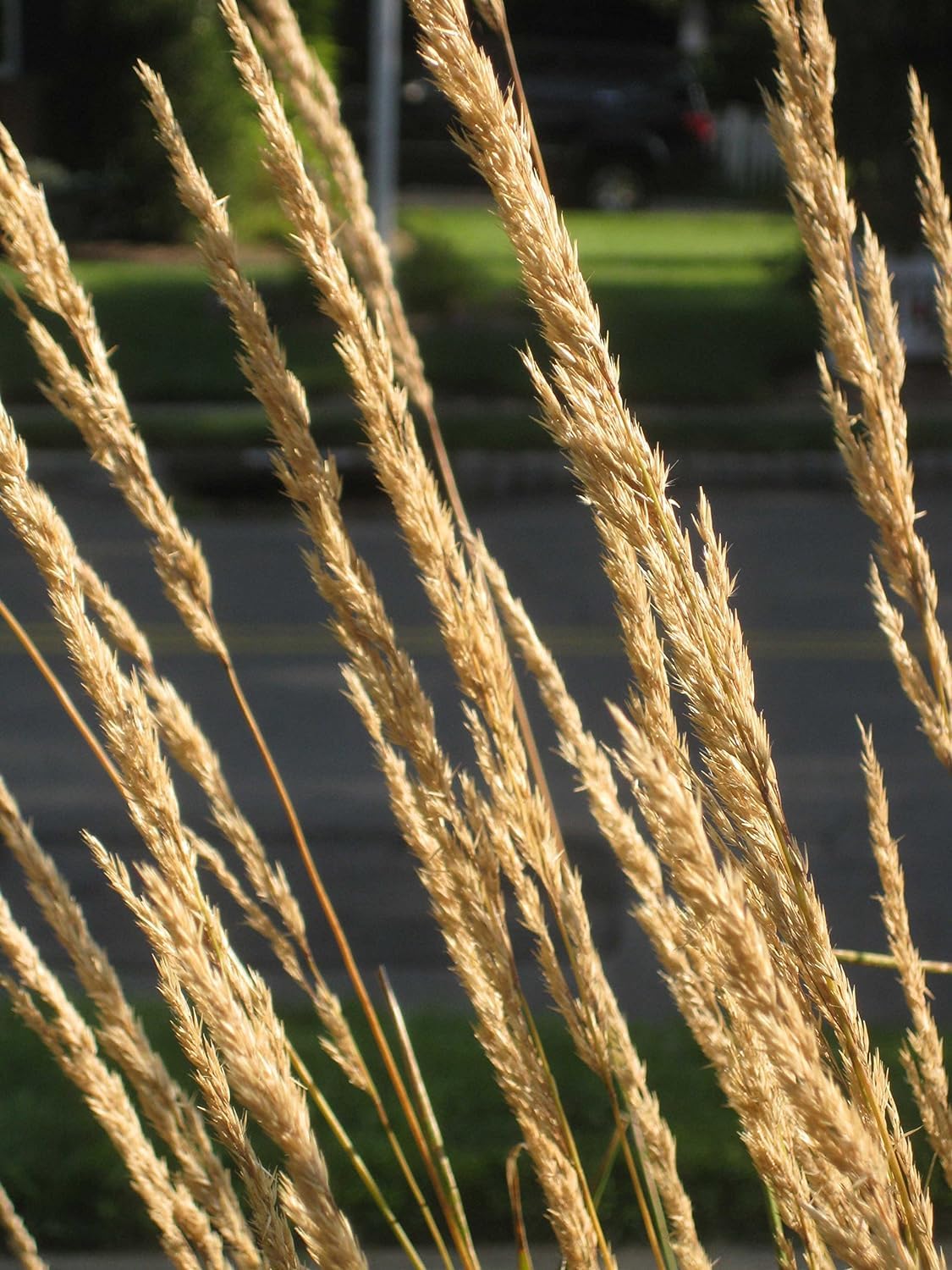 Stauden Gänge 10 x Calamagrostis x acutiflora 'Karl Förster' Reitgras | Hohes Ziergras für Sonne bis Halbschatten, Blüte Juni bis August, mehrjährig, 1 L Topf (11x11 cm)