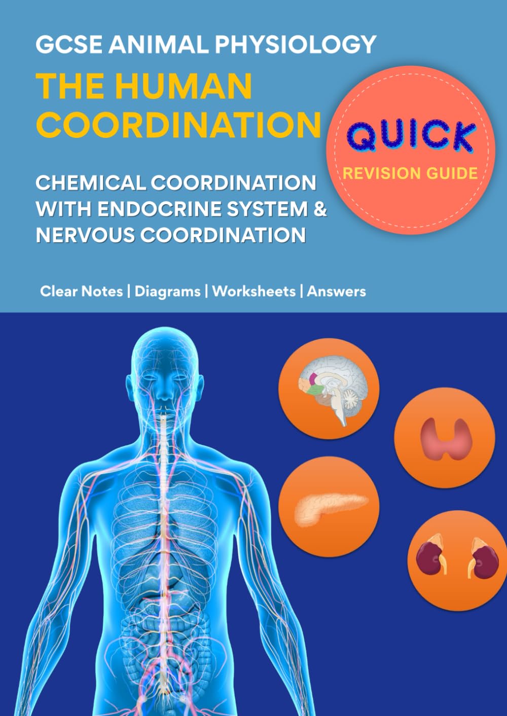 The Human Coordination System - Nervous and Hormonal Control: GCSE & IGCSE Animal Physiology | Clear Notes, Diagrams, Worksheets & Answers