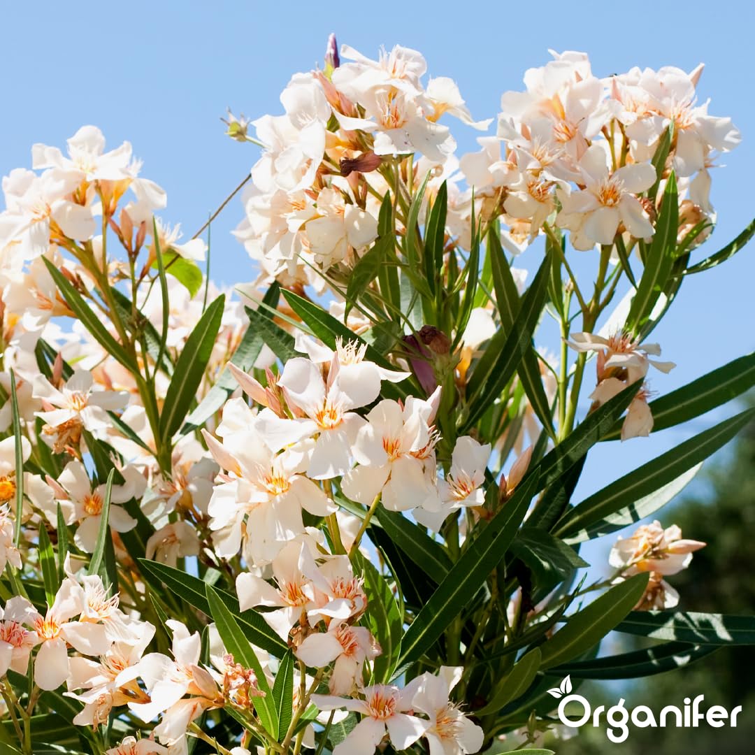 Engrais Liquide Pour Laurier-rose - 10L - NPK 2-1-8 | Feuilles Saines Et Floraison Abondante - Stimule Racines Et Vitalité - Organifer