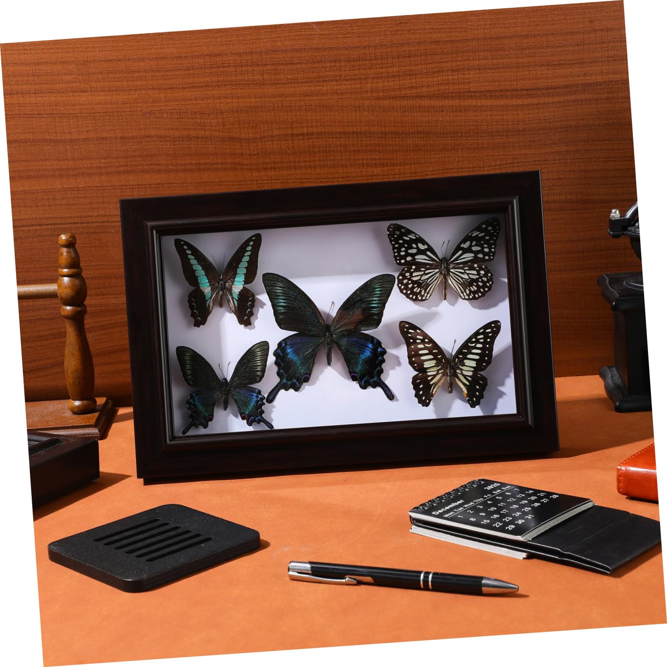 Marco para Exhibir Mariposas Tapas Transparentes, Marco de Madera Resistente para Decoración de Pared Sala de Estar