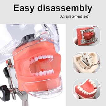 Place on Table Style Simple Head Model Dental Simulator Manikin Phantom with 28Pcs Removable Teeth for Dentist Teaching Practice Study Training