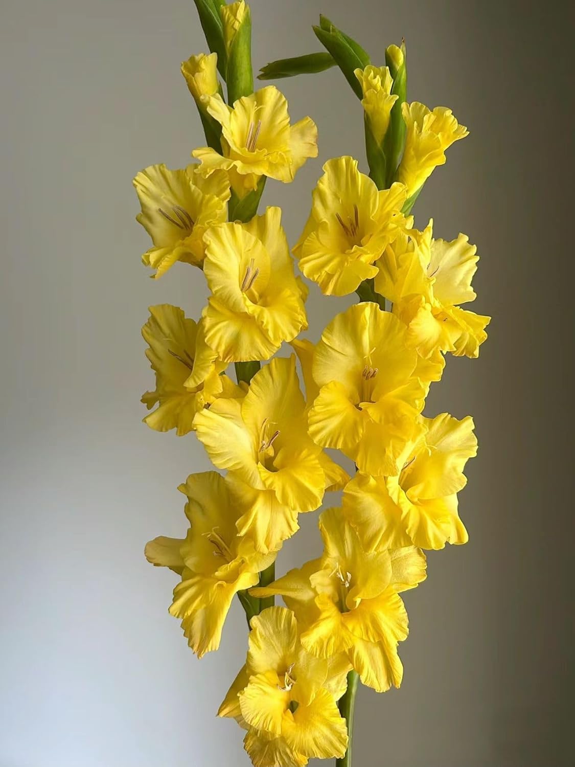 19 Stems Yellow Gladiolus Fresh Cut Flowers Bouquet Gifts for Birthday, Anniversary Friendship and Love Flower Arrangement