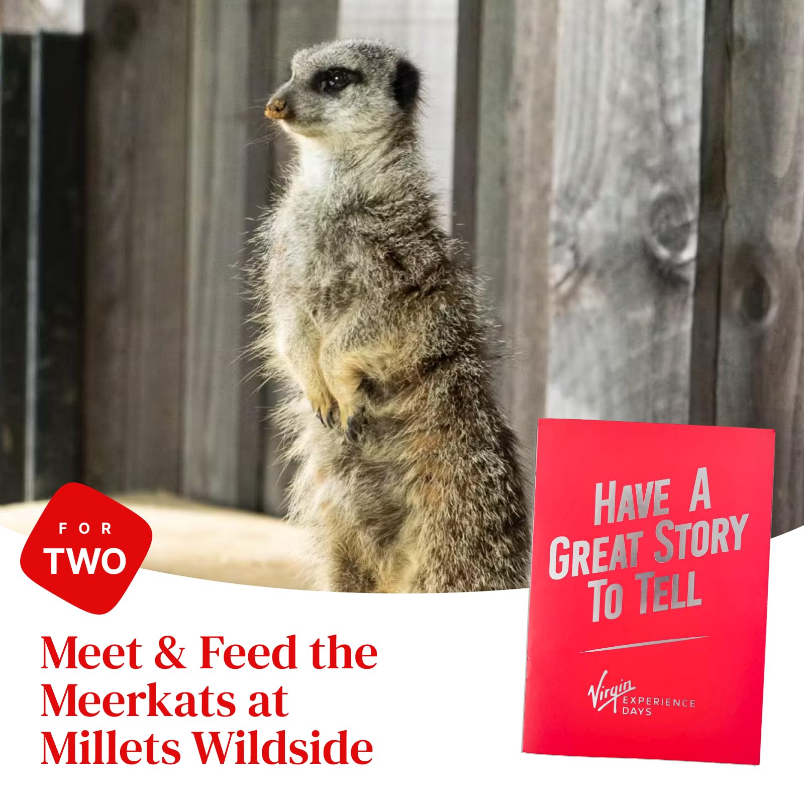Meet and Feed the Meerkats for Two at Millets Falconry Centre