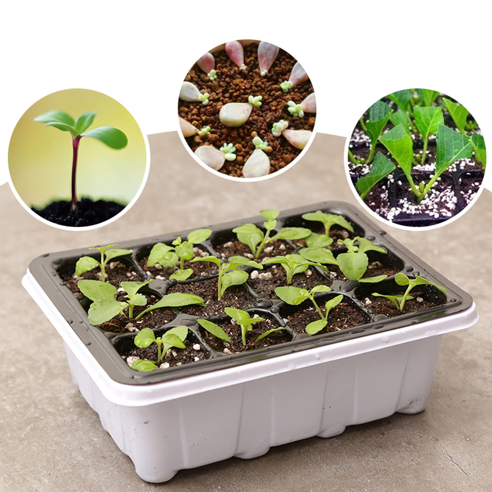 10 Pièces Bac à semis, Mini Serre pour Plantes Intérieure avec couvercles rehaussés, 12 Cellules Intérieure Plateau Semis Pépinière Boîte de Culture pour Jardin