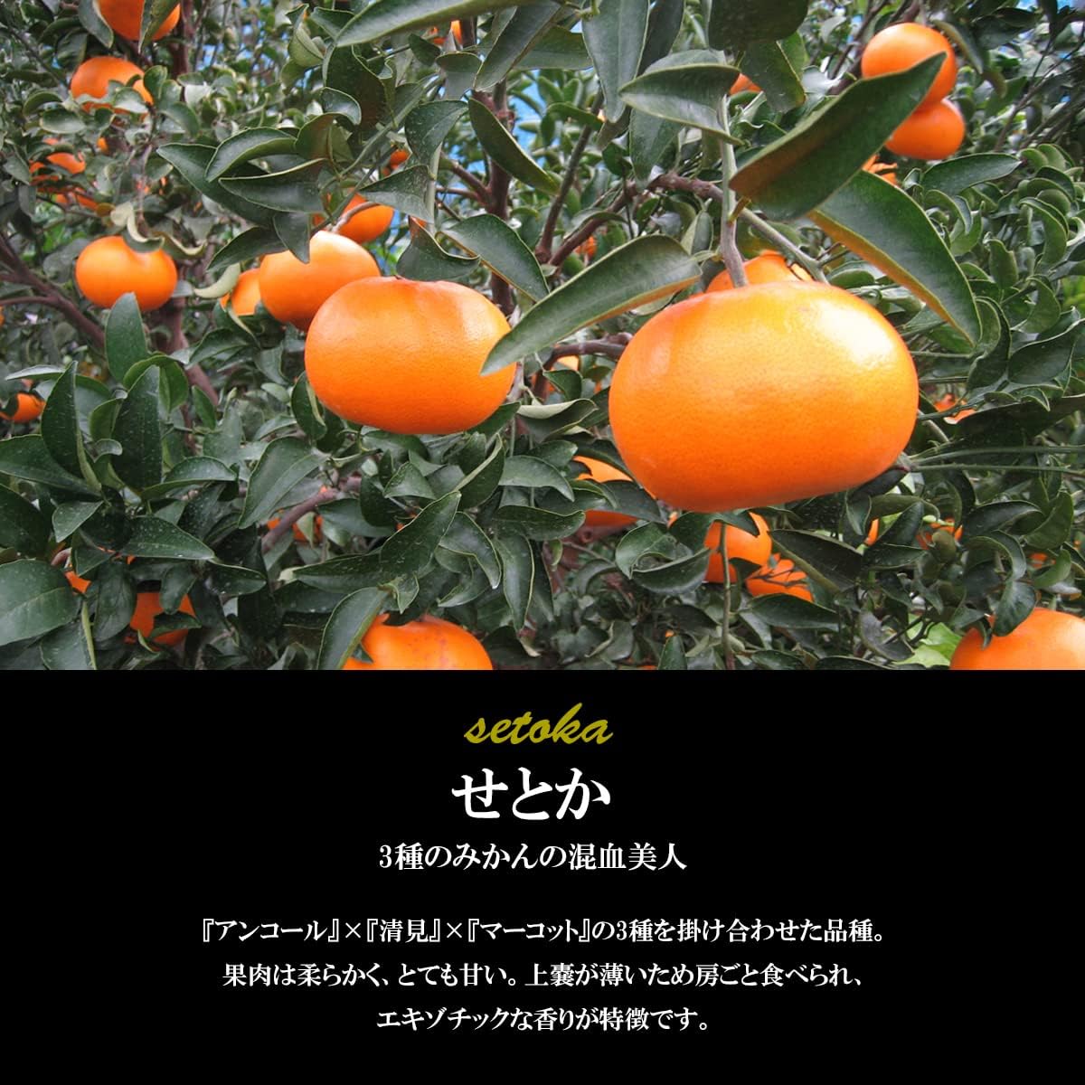 希望の島 せとか 約3kg(10玉or12玉or15玉) 家庭用 サイズお任せ 愛媛 中島産 みかん 柑橘