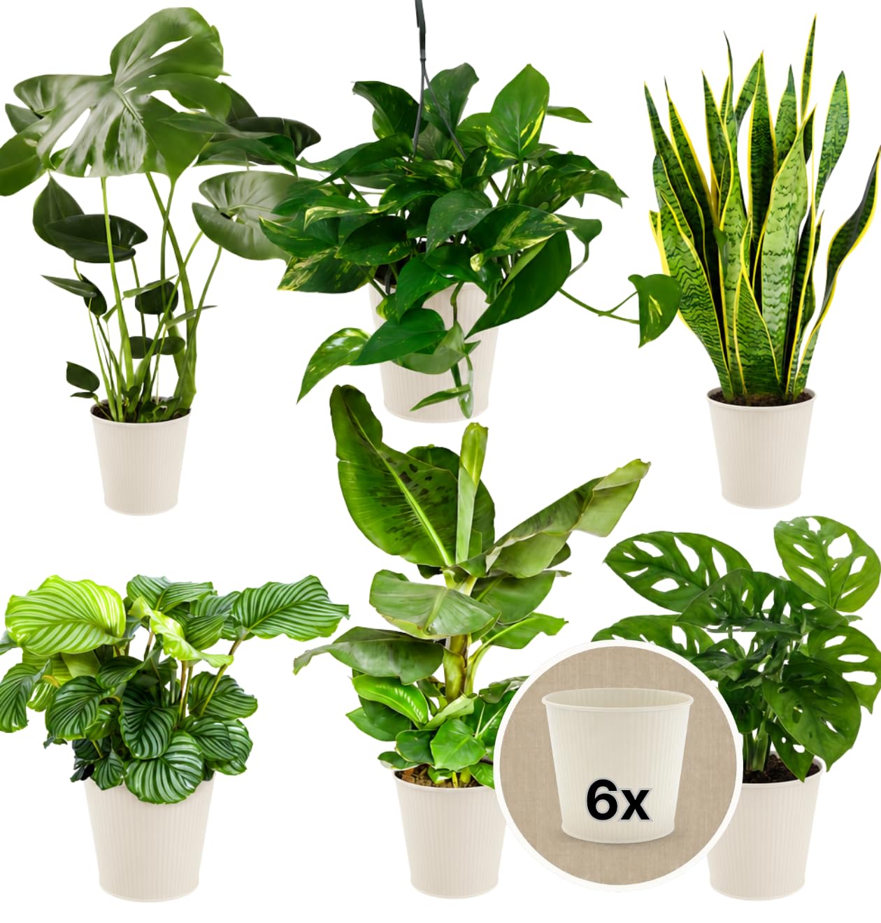 “Exotica” Pflanzenset + 6x Cremefarbener Zinktopf | 6er-Set | Monstera, Musa, Calathea, Adansonii, Efeutute, Sansevieria | ca. 25-50 cm | Ø 12-15 cm Topf | Exotische Zimmerpflanzen