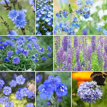 Eden Brothers Singin the Blues Wildflower بذور مختلطة للزراعة ، 1/4 رطل ، 120،000 + بذور ذات كتان أزرق ، ترمس ، الهندباء ، تجذب الملقحات ، نبات في الربيع أو الخريف ، مناطق 3 ، 4, 5 ، 6 ، 7 ، 8 ، 9 ، 10   