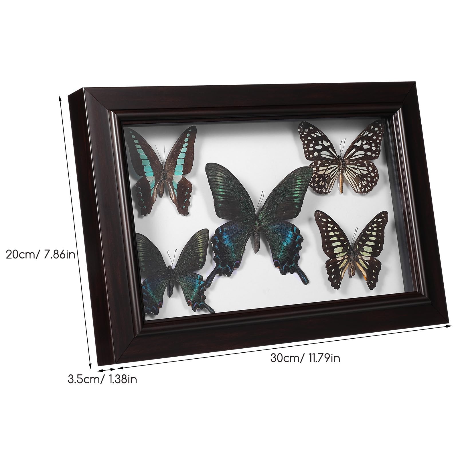 Butterfly Marco de Exhibición de Espécimen con Estructura Resistente de Madera para Decoración de Pared y Escritorio, Artesanía Creativa para Obsequio y Decoración del Hogar