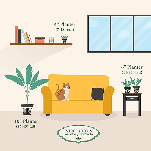 Miniatura 3 de Arcadia Garden Products Planta de interior viva suculenta de aloe vera fácil de interior en maceta de plástico, planta ornamental purificadora de