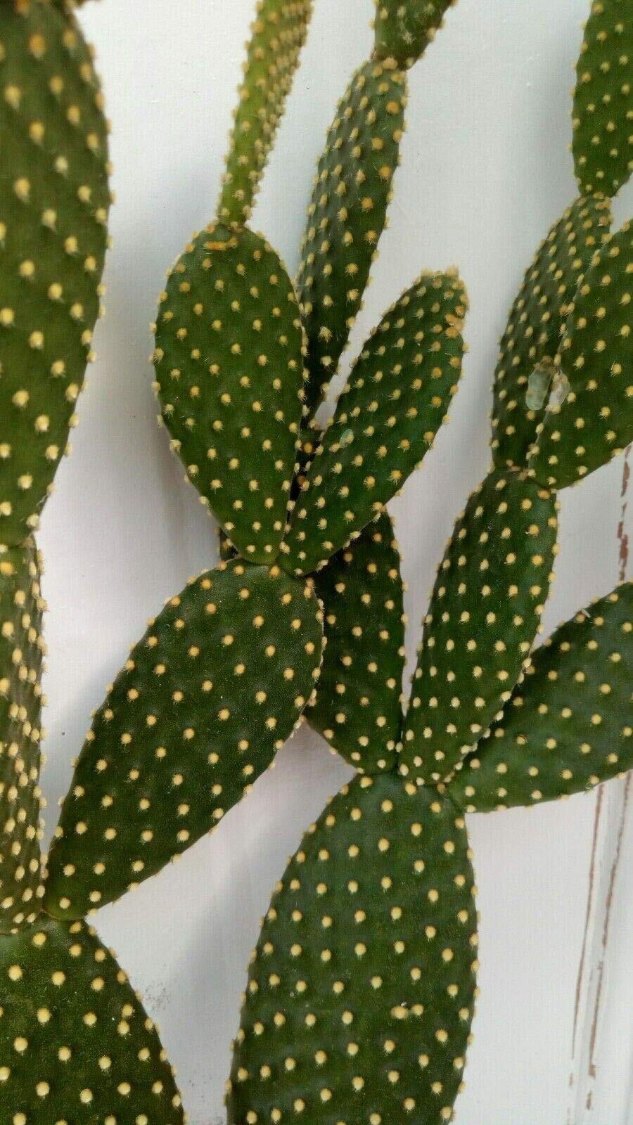 PLAT FIRM GERMINATIONSAMEN: Kaktus PLANT Opuntia Angel Wings Microdasy  Albata Hschenohren 8"Long Pot # 4 : Amazon.de: Garten