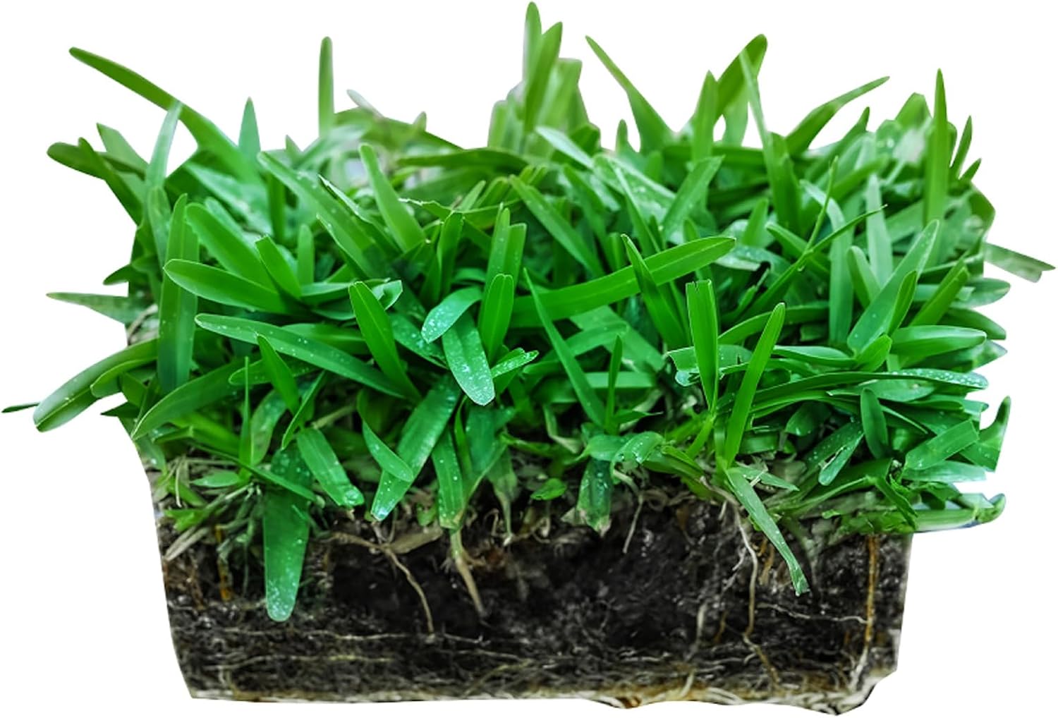 SodPods® St. Augustine Palmetto® Grass Plugs for Lawn Repair, 6" x 6" Each – Cannot Ship to California/Arizona (8)