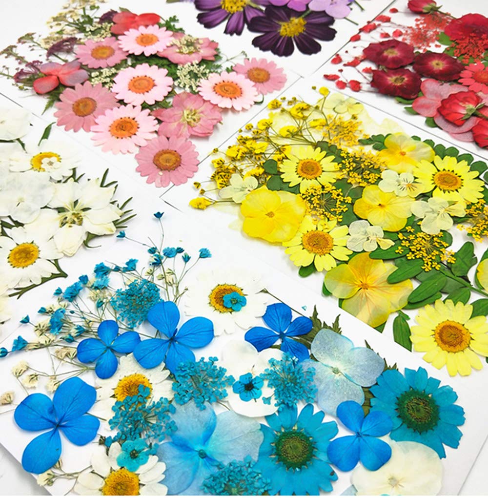 Gepresste Getrocknete Blumen Für Die Herstellung V Produktbild-Vorschau 7
