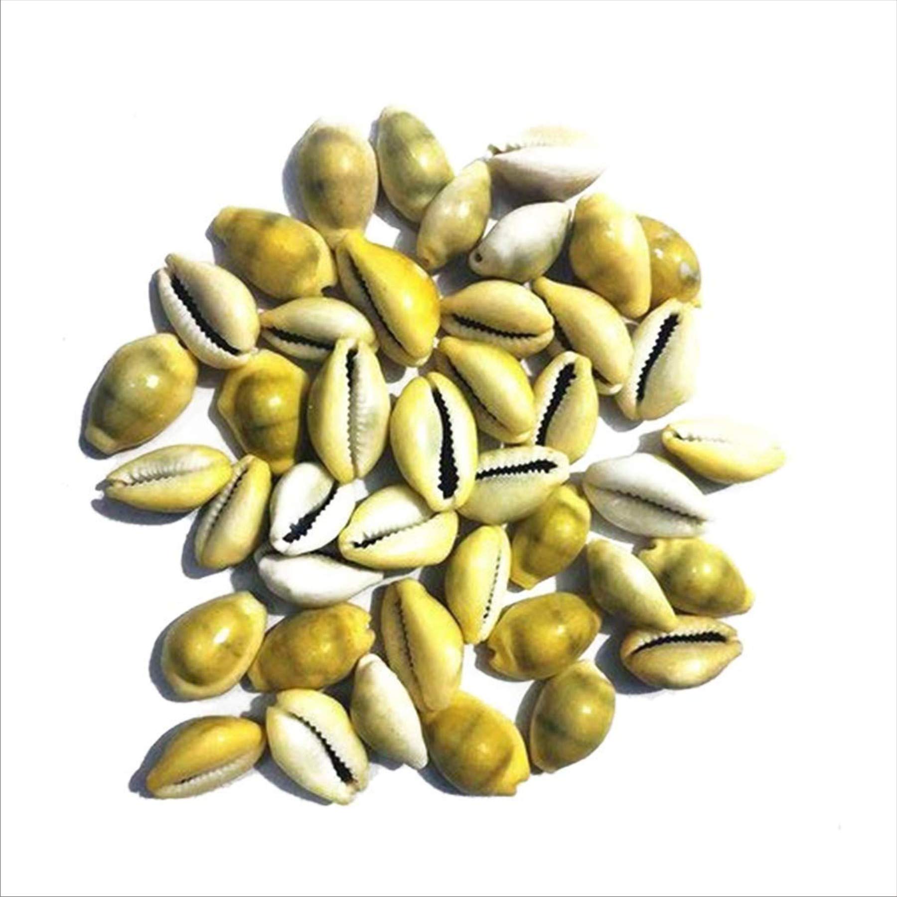 || Le'Eja Poojan Samagri || Lakshmi Peeli/Yellow Kawri Kodi Peeli Cowrie Sea Shell | Laxmi and Diwali Pooja Article Kaudi Shells (Natural Yellow) - Set of 21 by Dorvik Enterprises