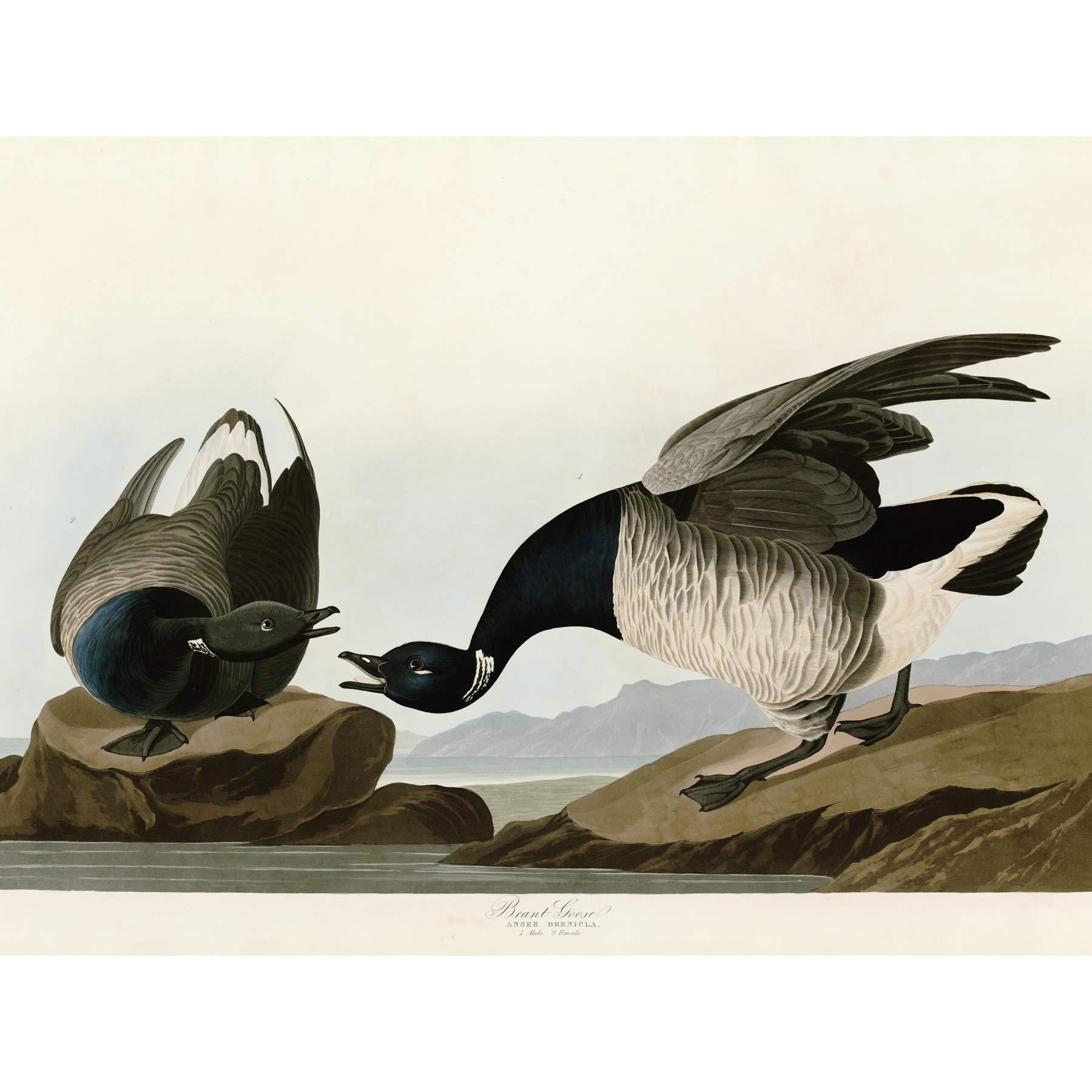 Artery8 Audubon Birds America Brant Goose Large Wall Art Poster Print Thick Paper 18X24 Inch