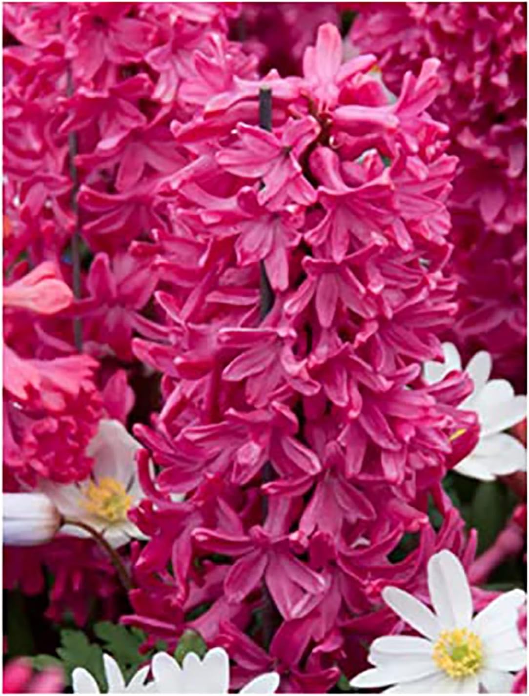10 Jan Bos Hyacinth Bulbs – Large 16-17cm Bulbs for Vibrant Red Blooms – Fragrant Spring Flowers Perfect for Gardens, Borders, and Containers