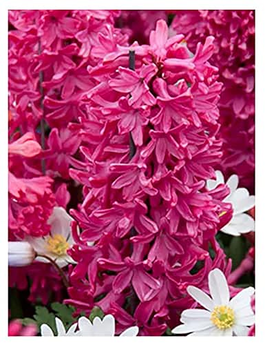 5 Jan Bos Hyacinth Bulbs – Large 16-17cm Bulbs for