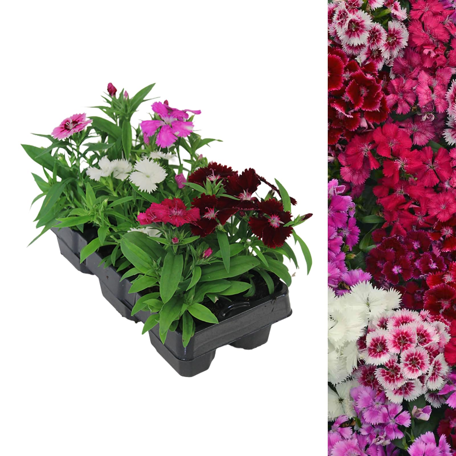 Carbeth Plants 6 x Dianthus Festival F1 Mix - Carnation Bedding Plants
