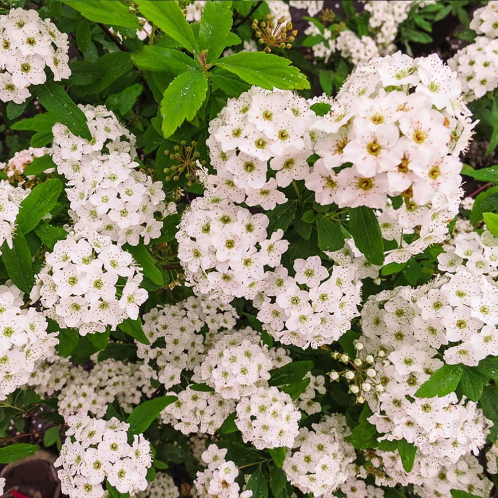 Bridal Wreath Spirea 1 Gallon