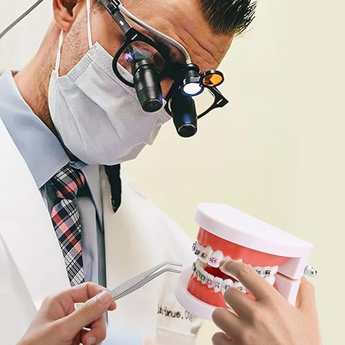 Miniatura 6 de Modelo de dientes de ortodoncia dental con aparatos ortopédicos coloridos, modelo profesional de boca de dentadura para demostración de estudio para