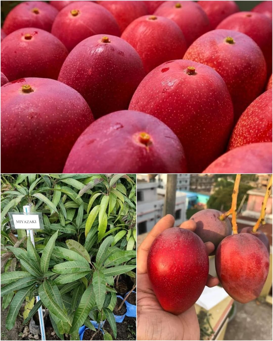 Native Earth Original Miyazaki Grafted Mango Plant (Combo Pack of 2 Live Tree) Variety- Taiyo No Tamago/Eggs Of Sun, Plant Height- 3feet (Red Miyazaki Mango Plant) (B0CXYQNY74) Amazon Price History, Amazon Price Tracker