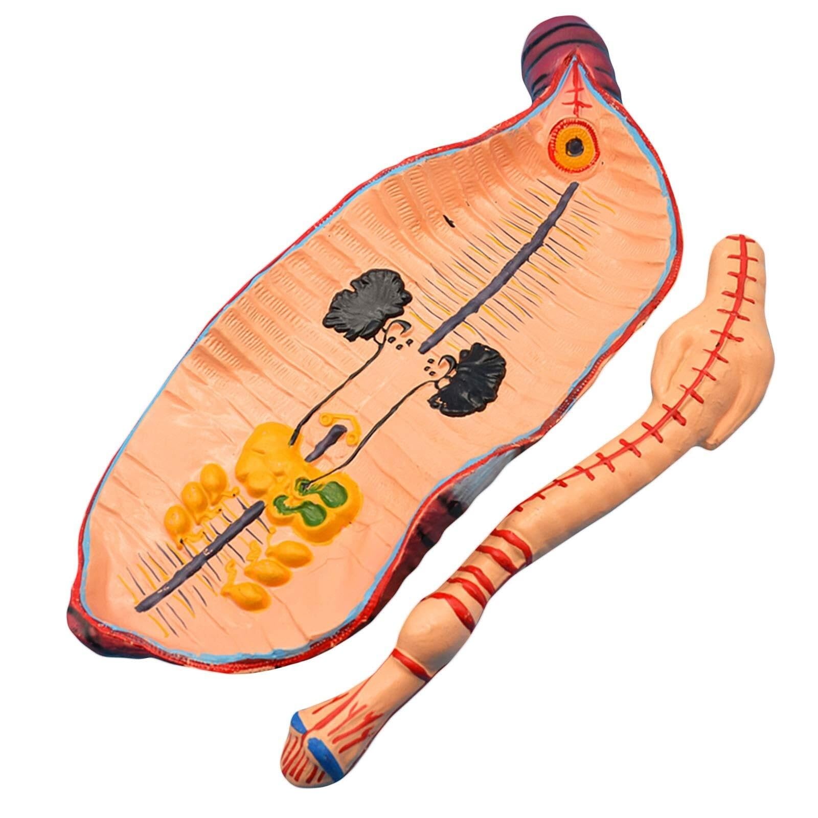 Model anatomiczny dżdżownicy Model anatomiczny bezkręgowców pierścienicowych dżdżownicy Model edukacyjny dla dzieci Narzędzie do szkoły medycznej