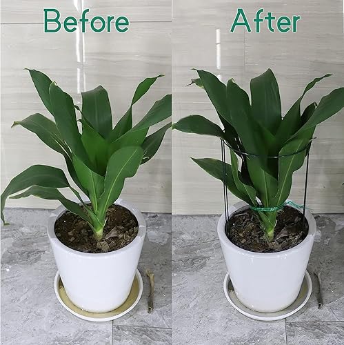 Miniatura 7 de Paquete de 10 estacas de soporte para plantas, jaulas y soportes de peonía de metal de 10 pulgadas de ancho x 24 pulgadas de alto, estacas para