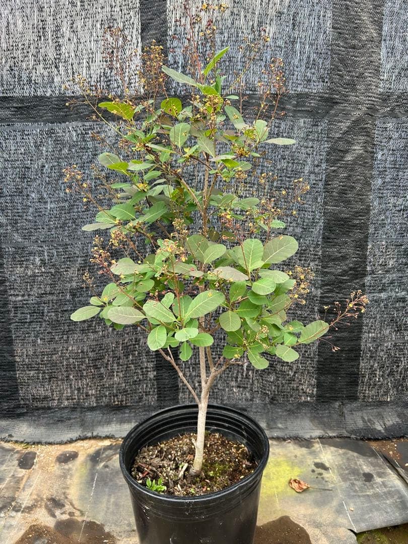 スモークツリー　約1m (葉緑色系 Amazon｜スモークツリー 約1m 葉緑色系｜観葉植物 オンライン通販