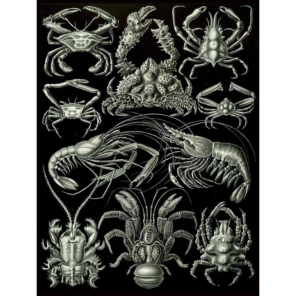 Wee Blue Coo Nature Biology Crustacean Crab Lobster Ernst Haeckel Germany Art Print Poster Wall Decor 12X16 Inch