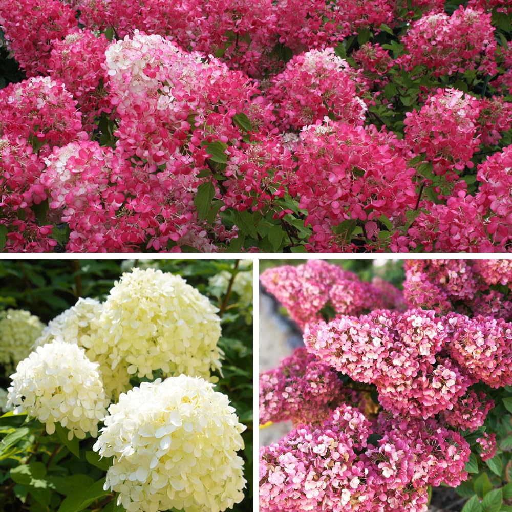 You Garden Hydrangea Paniculata Collection 3 X 9Cm from B&Q