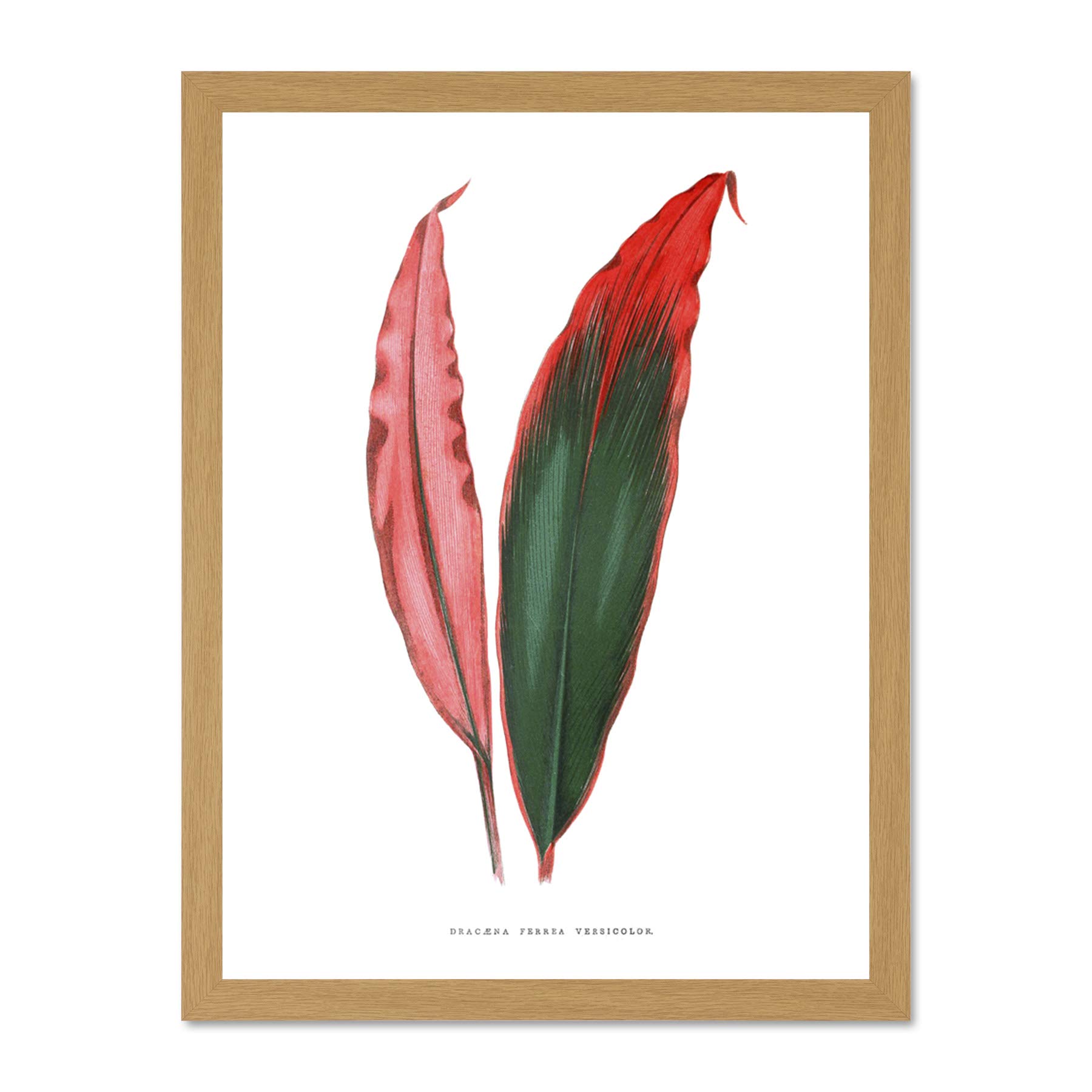 Wee Blue Coo Leaf Dracaena Ferrea Versicolor Large Framed Art Print Wall Poster 18x24 inch