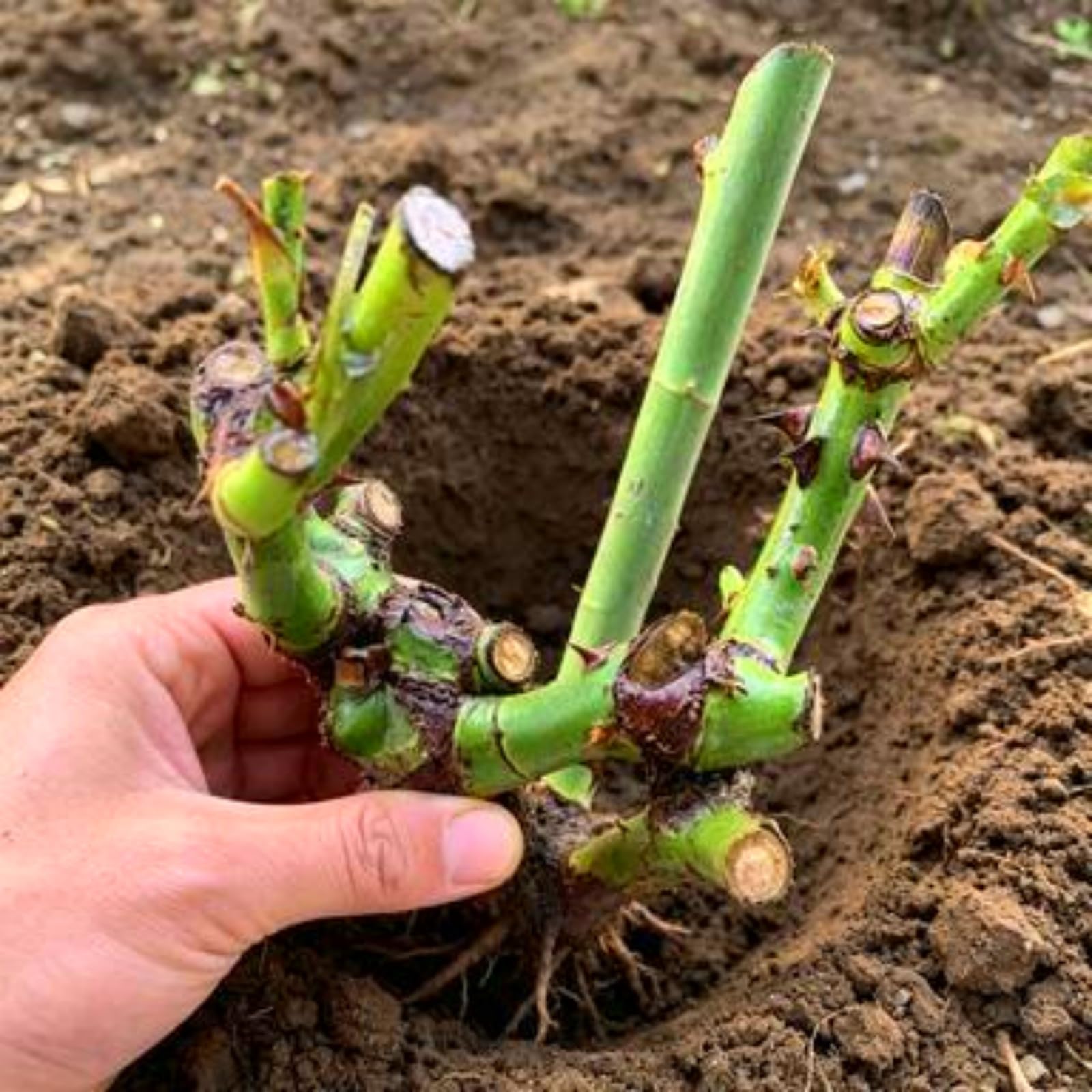 Großartig Rosenpflanzen, Rosenrhizom, Rosa, Kältetolerant Mehrjährig, Gewächs für Privatgarten und Blumentöpfe, Pflegeleicht-4Rhizome-B