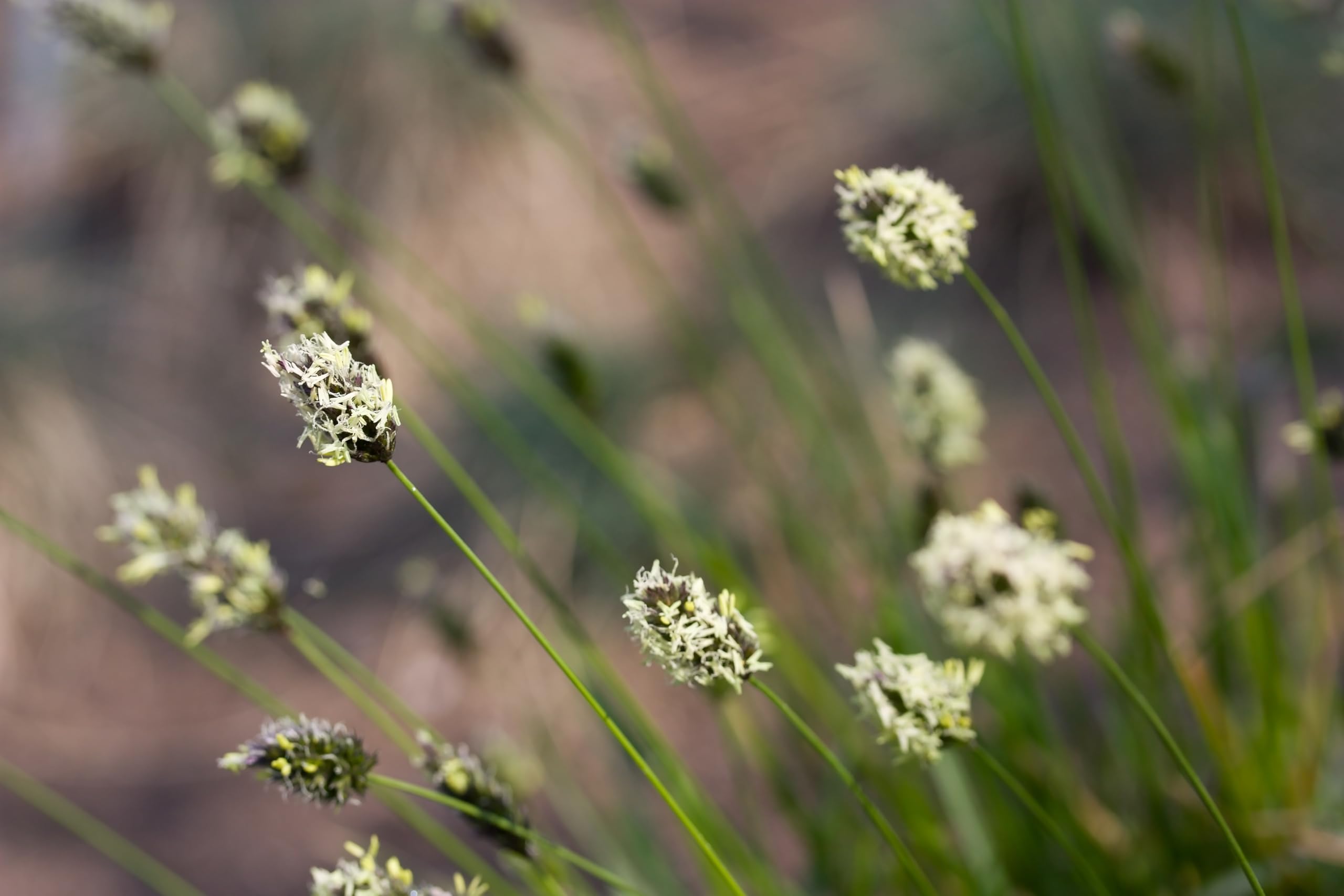 Stauden Gänge 10 x Sesleria sadleriana Ungarisches Blaugras winterhart