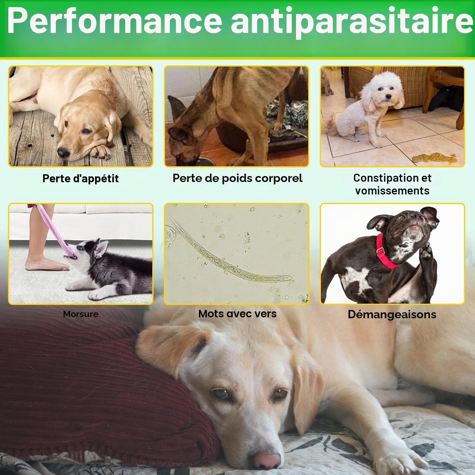 Chips Et Tick Prevention Chews Pour Chiens, 150 Pcs Chiens Flea & Tick Control Supplément - Pilules souples Orales Puces Pour Chiens - Traitement Pour Petits Chiens, Moyens, Grande Taille