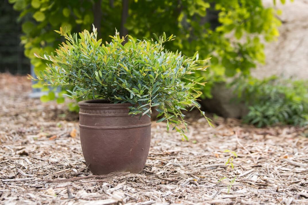 Cinnamon Girl Distylium, 1 Gallon, Blue-Green Evergreen Shrub, Cold Hardy Zones 7-9