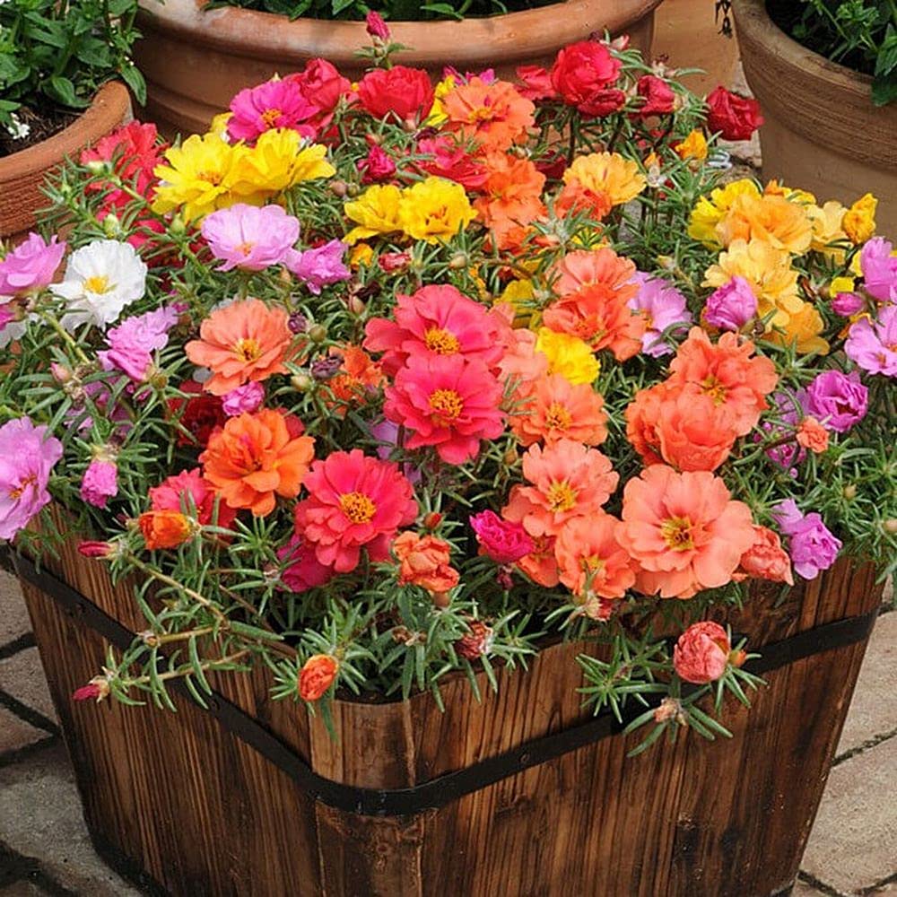 PLANTOGALLERY Flower Seeds | Portulaca (Portulaca grandiflora) Seeds Mixed Color Flower Seeds For Home Gardening (50 Seeds Pack) (B09B2K88S7) Amazon Price History, Amazon Price Tracker