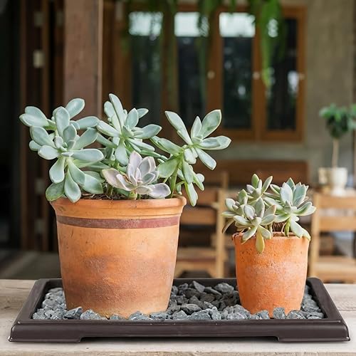 Miniatura 4 de Pinkunn 6 Piezas Bandejas de Humedad para Bonsái, Bandeja de Goteo de Plástico para Plantas, Atrapadores de Agua, Platillos para Plantas para