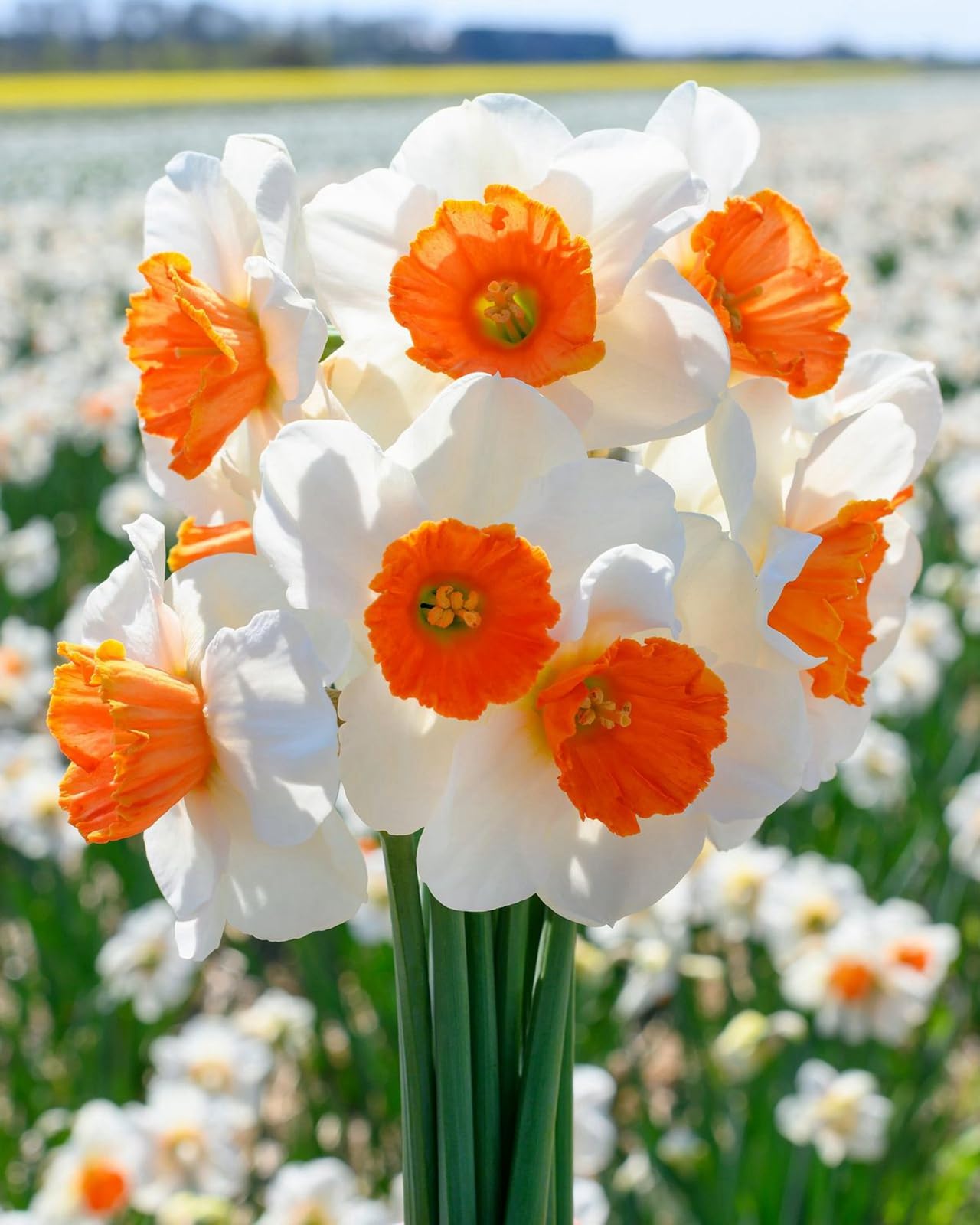 Daffodils -Narcissus Bulbs for Planting, Excellent Display- Ready for Plant Now-4 Bulbs-C