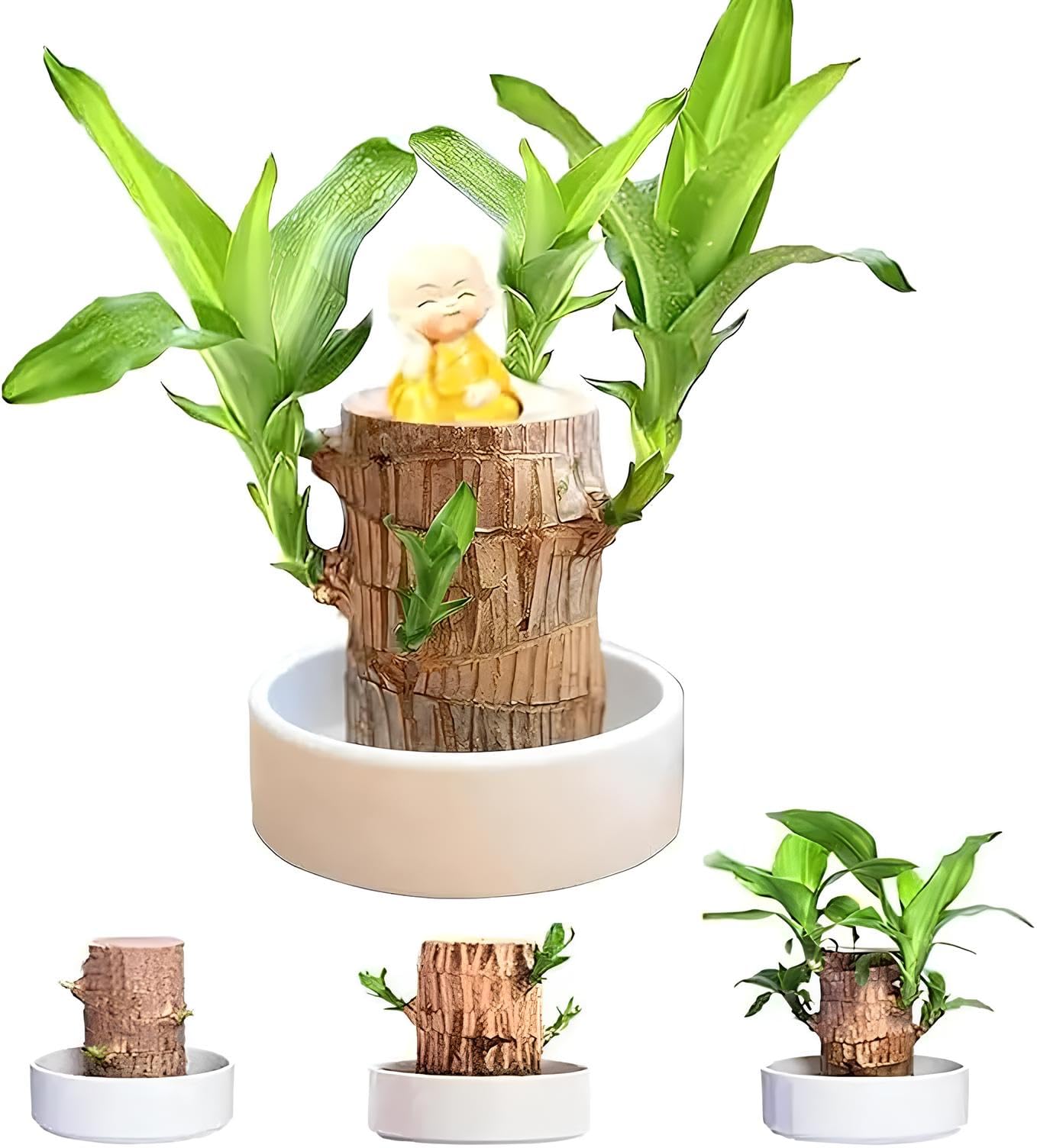 SIGNY Brazilian Wood Plant - Lucky Indoor Plant for Living Room - Brazilian Lucky Wood Plant - Perfect for Feng Shui - Bamboo Plant - Enhance Your Indoor Plants Collection (Without Pot) (Pack of 1) (B0DHW8NR2K) Amazon Price History, Amazon Price Tracker