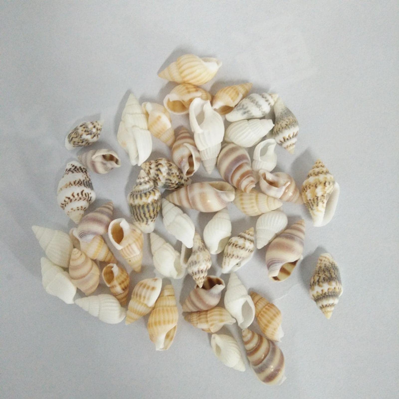 Coquillages de mer authentiques et variés pour loisirs créatifs et artisanat