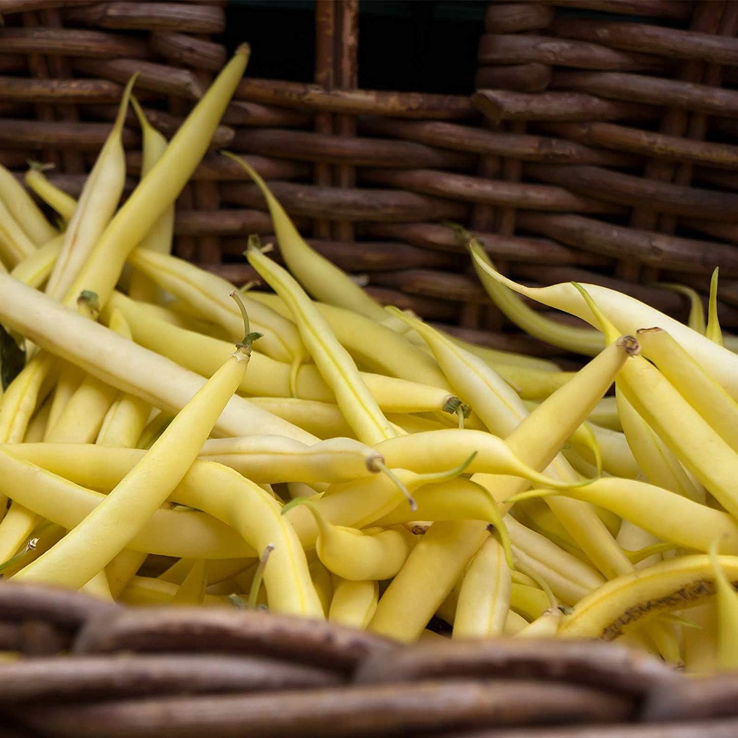 Goldrush Wax Bush Beans - 5 Lb ~7,200 Seeds - Non-GMO, Heirloom - Vegetable Garden Seeds - Gold Rush