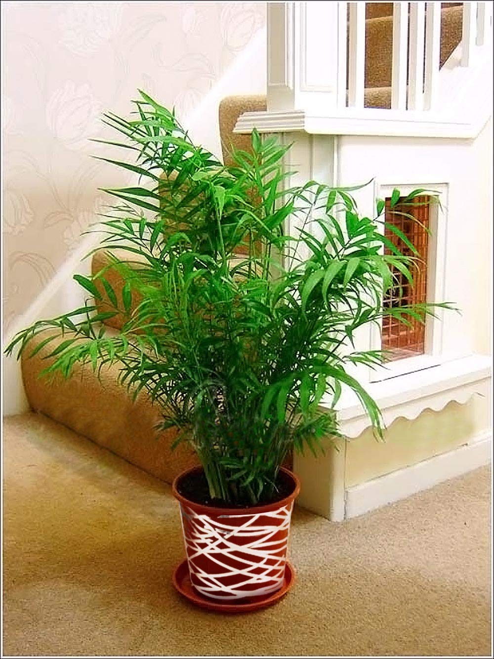 Large Traditional Evergreen House Plants in Pot with Metallic Interweave Line Decoration - Parlour Palm Elegans