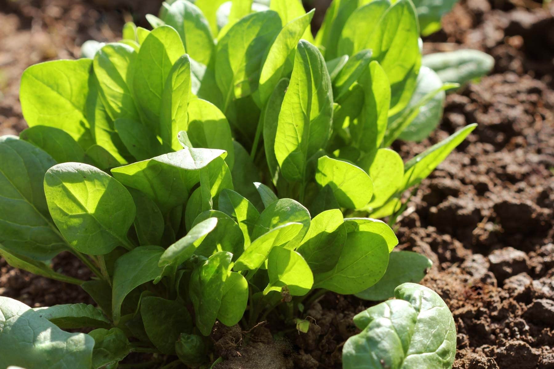 Palak seeds for planting (50 seeds) (B0BX444YXP) Amazon Price History, Amazon Price Tracker