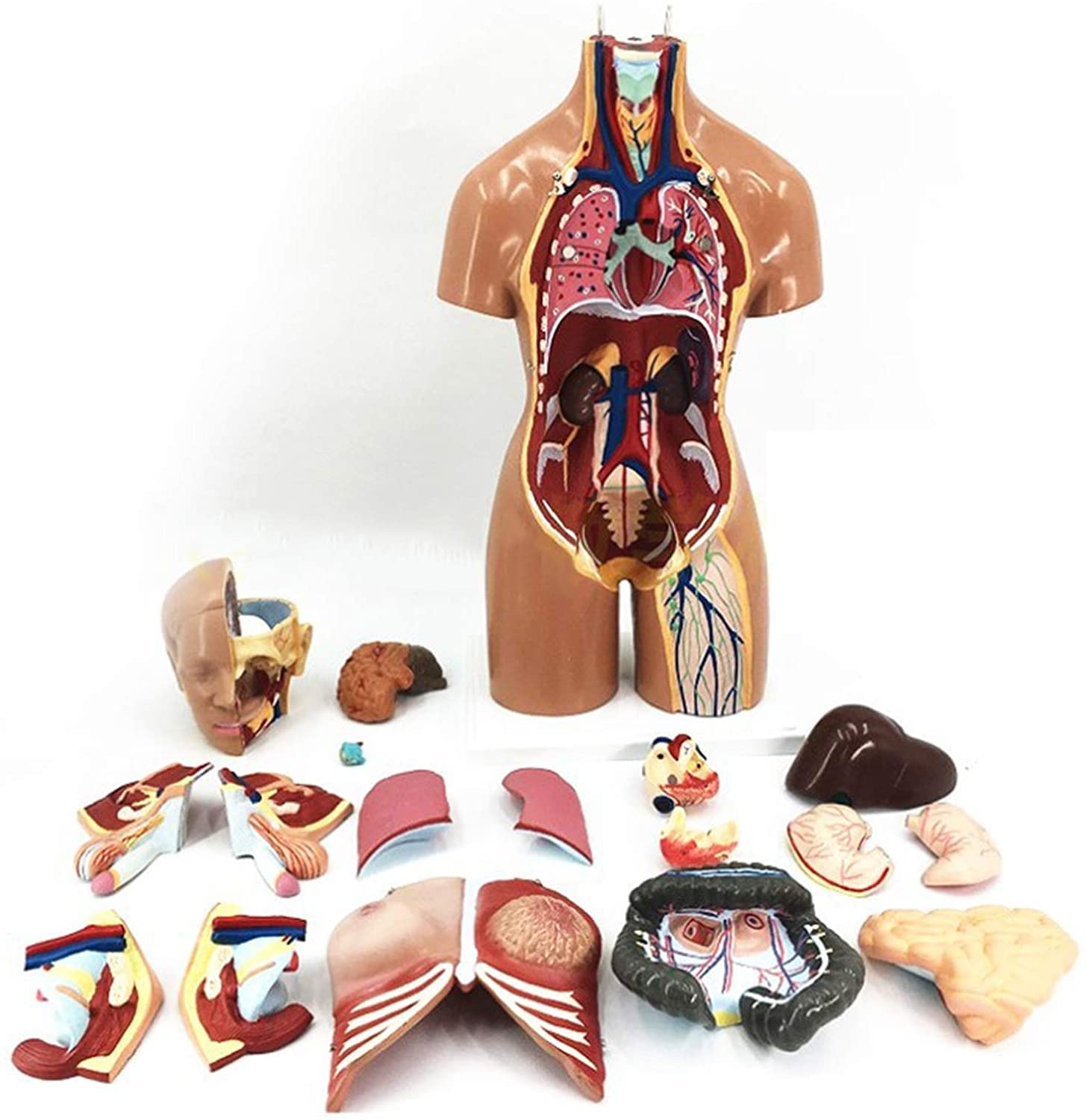 解剖学本 セット 615lXf6B-2L._AC_SY200_QL15_.jpg