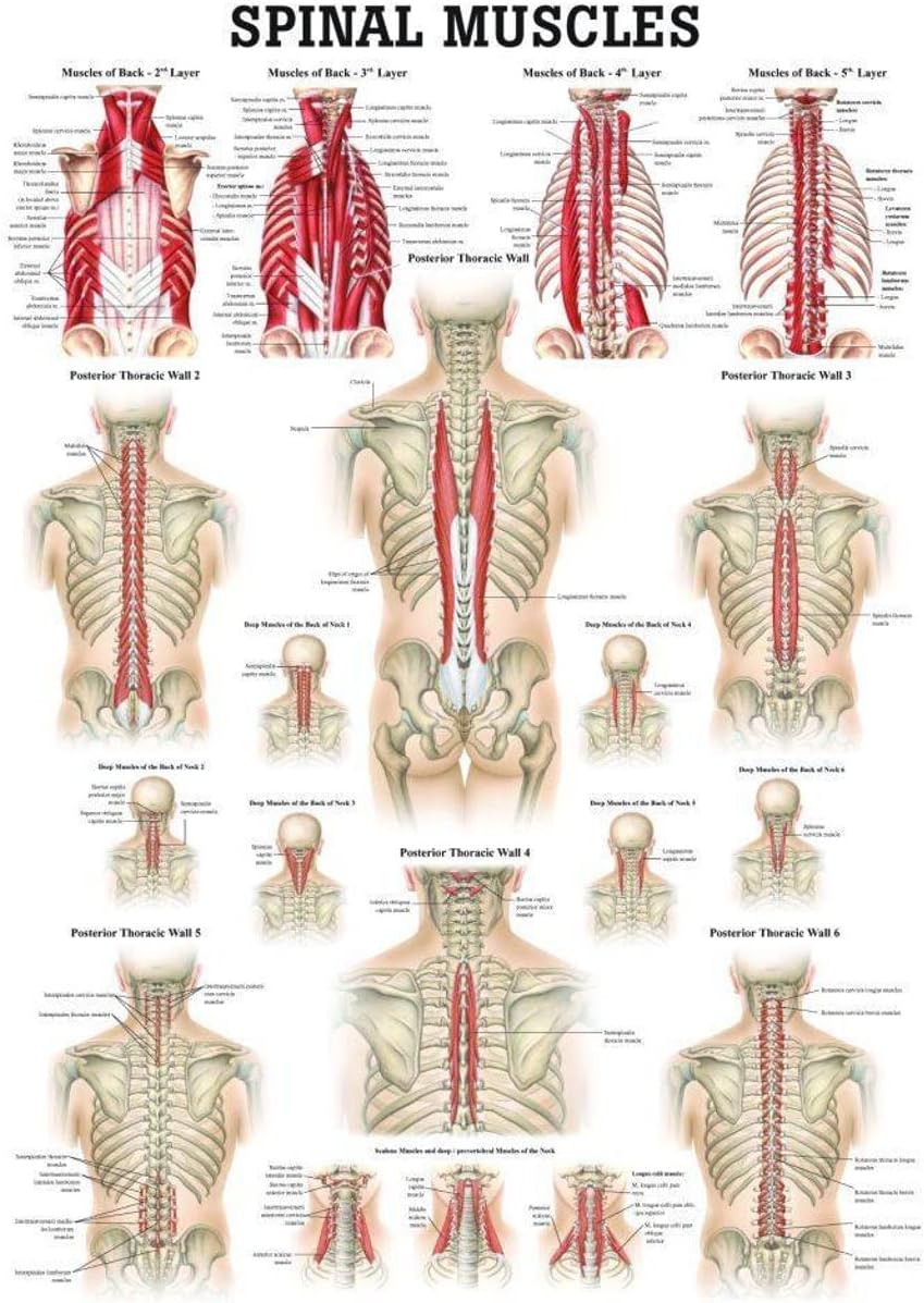 Muscles of the Spine Laminated Anatomy Chart