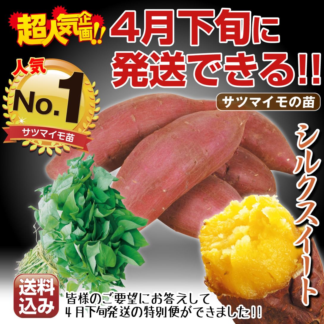 Amazon.co.jp: イモヅル 芋づる 特別便 シルクスイート(R)PVP